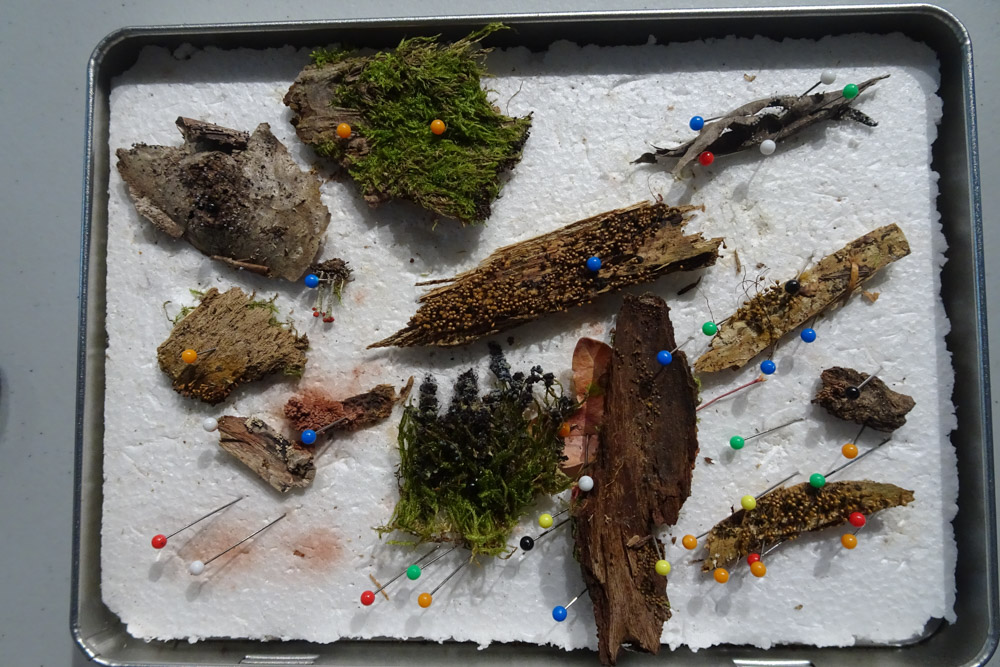 rencontre saint orens