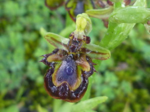 Ophrys speculum2