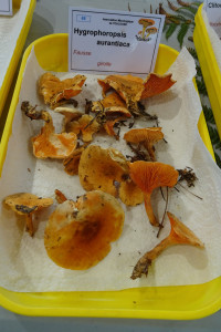 champignons expo 2016-3