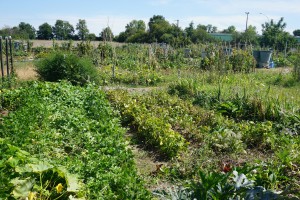 jardin en prunet