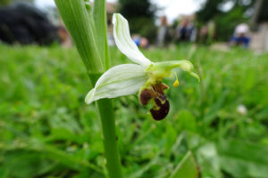 sortie-orchidees-14-mai-2017-104