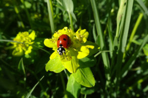 sortie-prairies-humides-7