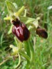 Dim 11 mai – Sortie Orchidées