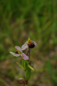 IMGP7641_ophrys_abeille(1)