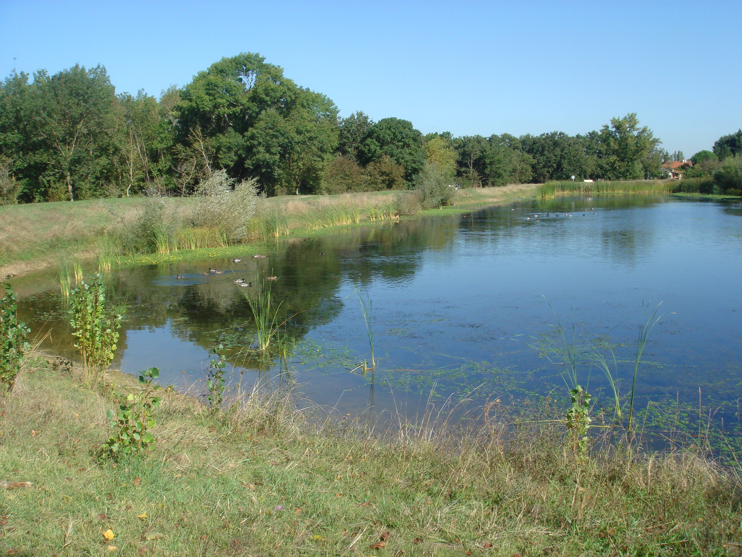 Sortie lac des Chanterelles 05 octobre 2014 SaintOrens Nature