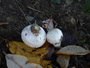 Agaricus campestris lac sortie 11.2015