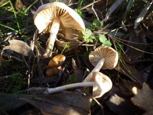 Marasmius oreades lac sortie 11.2015