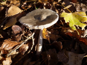 sortie Champi Amanita vaginata lac  11.2015