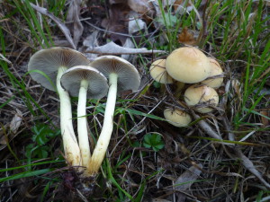 sortie champi Hypholoma fasciculare lac 11.2015