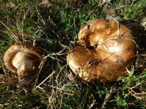 sortie champi Paxillus involutus lac Ch  11.2015