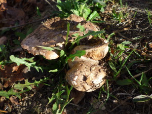 sortie champi Tricholoma populinum lac 11.2015