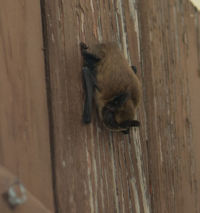 Pipistrelle_Gers_photo R.Baghi