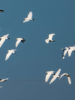 Sortie Nature le 14 février au lac de Sainte-Foy d’Aigrefeuille : Cormorans et garde-boeufs en beauté !